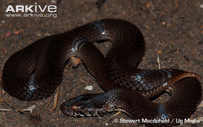 Ornamental snake Ornamental snake photo Denisonia maculata G43901 ARKive