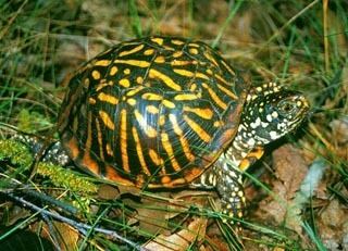 Ornate box turtle Ornate Box Turtle Facts and Pictures Reptile Fact