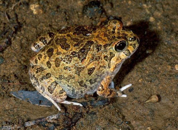 Ornate burrowing frog Ornate burrowing frog Platyplectrum ornatum Department of