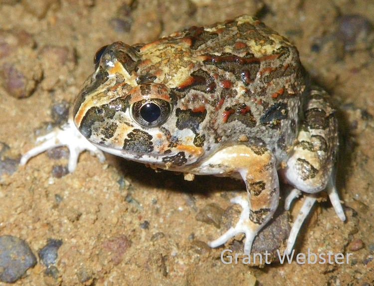 Ornate burrowing frog httpsc1staticflickrcom986291661059692681f
