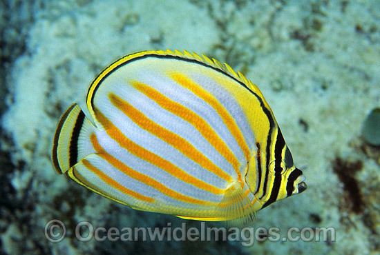 Ornate butterflyfish Butterflyfish amp Coralfish Photos Pictures Images