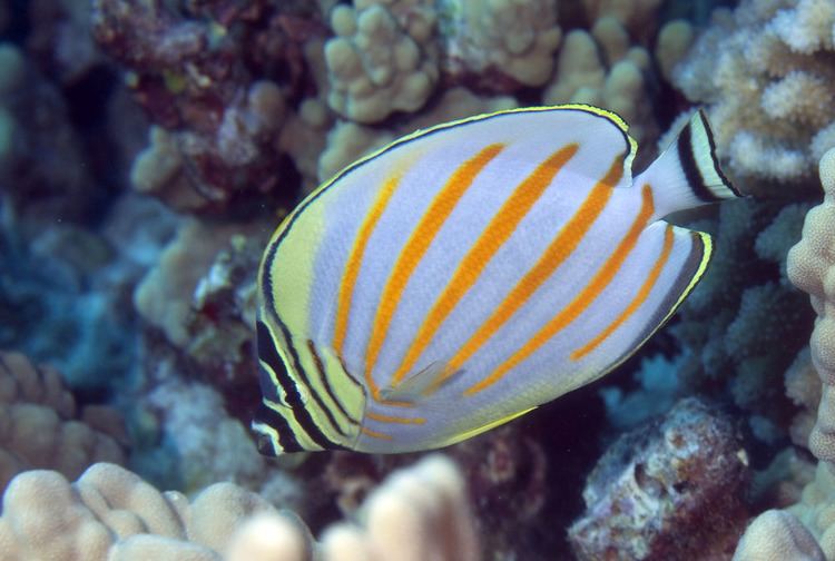 Ornate butterflyfish Photos of butterflyfishes Chaetodontidae