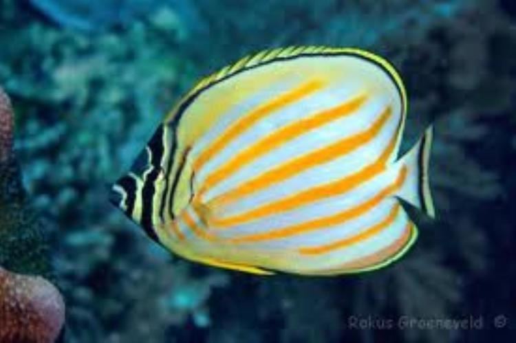 Ornate butterflyfish imgdiveadvisorcommarinelifeornatebutterflyfi