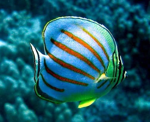 Ornate butterflyfish Chaetodon ornatissimus kikakapu ornate butterflyfish Fishes of