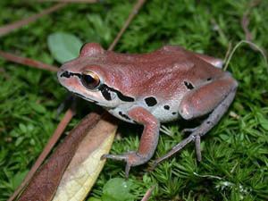 Ornate chorus frog srelherpugaeduanuranspicspseorn6jpg