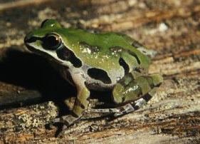 Ornate chorus frog Ornate Chorus Frog Outdoor Alabama