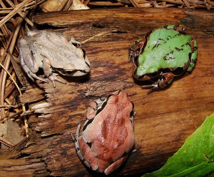 Ornate chorus frog Ornate Chorus Frog Outdoor Alabama