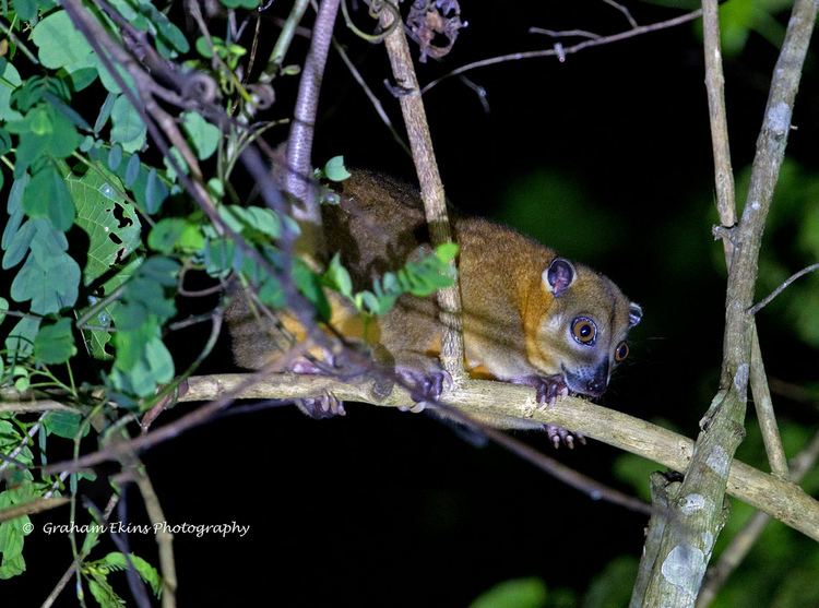 Ornate cuscus httpsc1staticflickrcom8756215422605764301