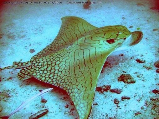 Ornate eagle ray Ornate eagle ray Biodiversity Conservation in