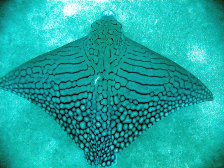 Ornate eagle ray Silversonic Rare sighting of an endangered Eagle Ray
