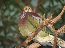 Ornate fruit dove httpsuploadwikimediaorgwikipediacommonsthu