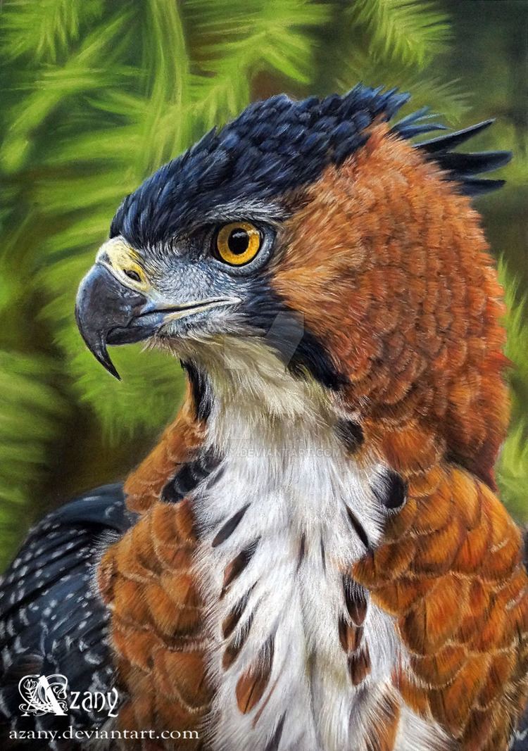 Ornate hawk-eagle Ornate Hawk Eagle by Azany on DeviantArt