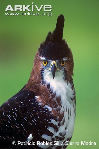 Ornate hawk-eagle Ornate hawkeagle videos photos and facts Spizaetus ornatus ARKive