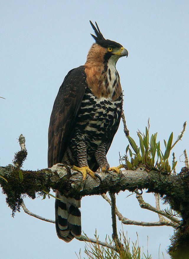 Ornate hawk-eagle hawks and eagles ornate hawk eagle Define ornate hawk eagle at