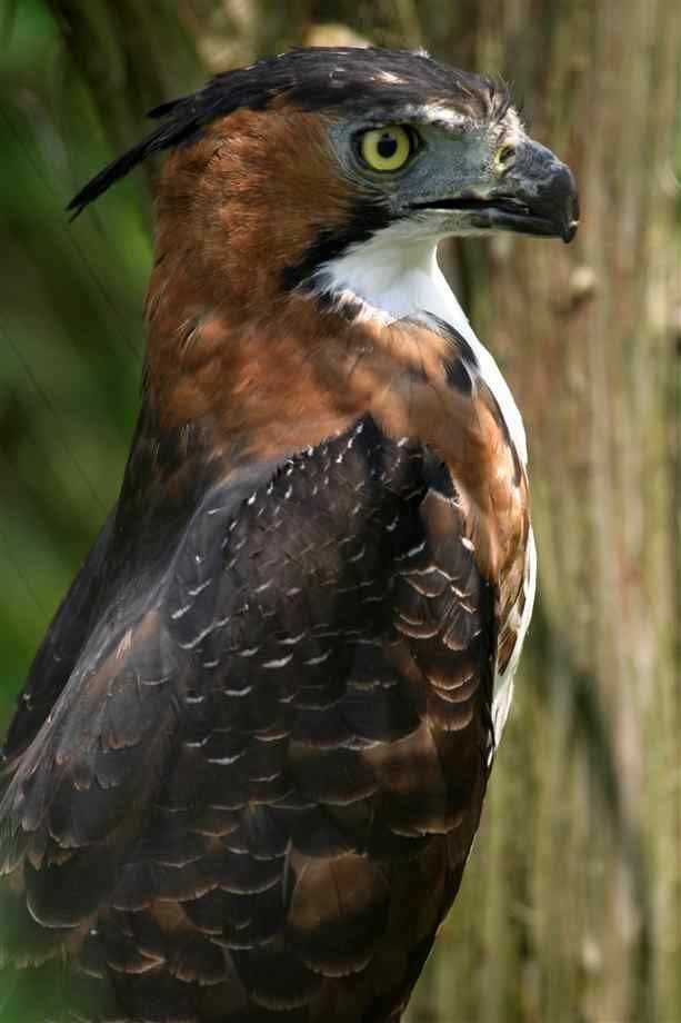 Ornate hawk-eagle 1000 images about hawk eagle on Pinterest Eagles Hawks and Harpy