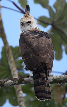 Ornate hawk-eagle Ornate hawkeagle Wikipedia