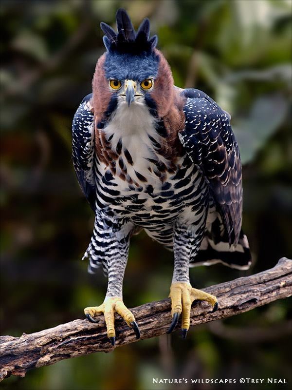 Ornate hawk-eagle Ornate Hawk Eagle