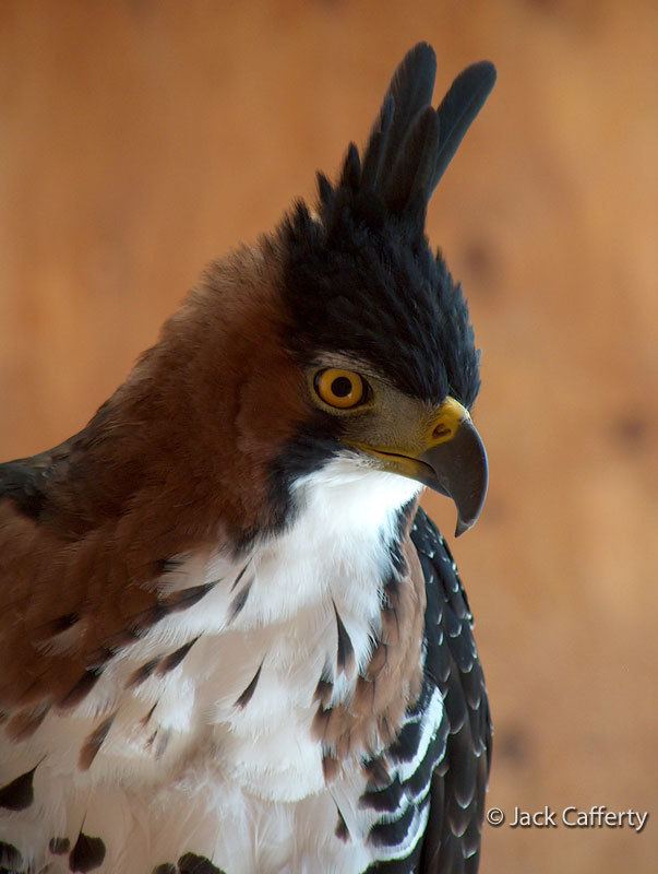 Ornate hawk-eagle httpsassetsperegrinefundorgvisualmediaphoto