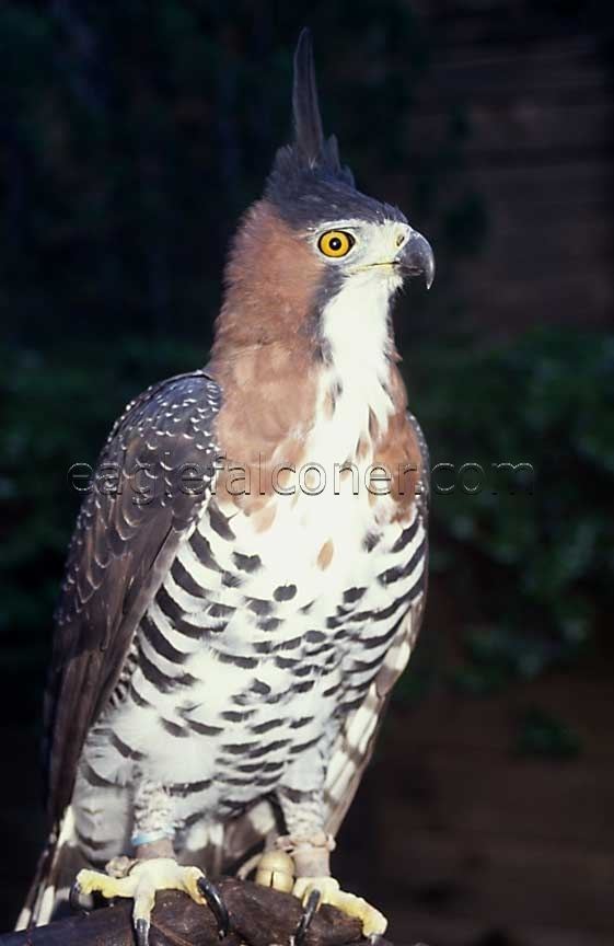 Ornate hawk-eagle Angel Ornate Hawk Eagle falconry trained