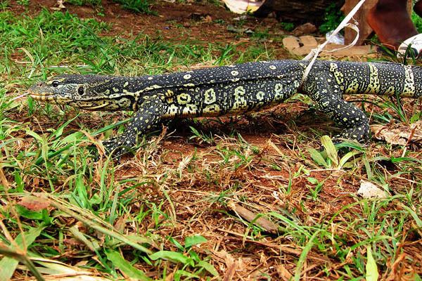 Ornate monitor Ornate Monitor Facts and Pictures Reptile Fact