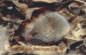 Ornate shrew Species Profile