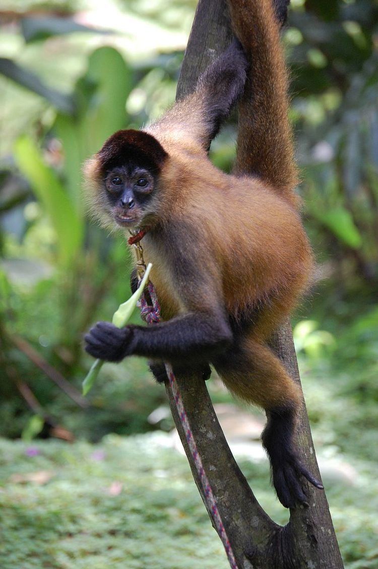 Ornate spider monkey