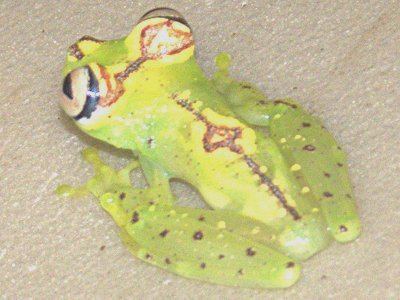 Ornate tree frog