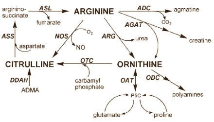 Ornithine removes ammonia from athletes39 blood