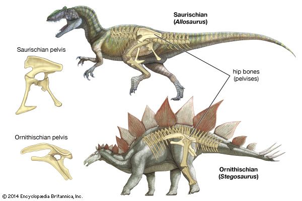 Ornithischia ornithischian dinosaur order Britannicacom
