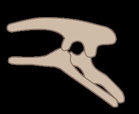 Ornithischia httpsuploadwikimediaorgwikipediacommonsthu