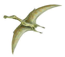 Ornithocheiridae httpsuploadwikimediaorgwikipediacommonsthu