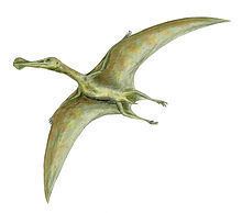 Ornithocheirus httpsuploadwikimediaorgwikipediacommonsthu