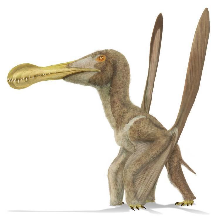 Ornithocheirus Ornithocheirus Pteros