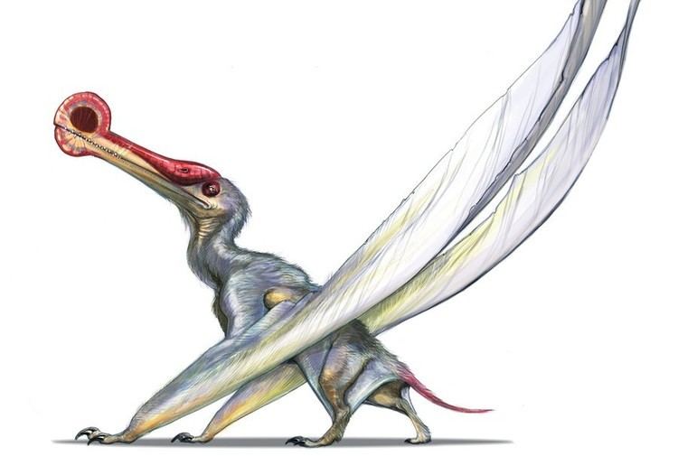 Ornithocheirus Ornithocheirus Pictures amp Facts The Dinosaur Database
