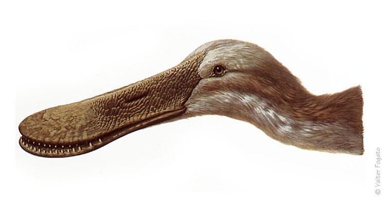 Ornithodesmus Ornithodesmus Pictures amp Facts The Dinosaur Database