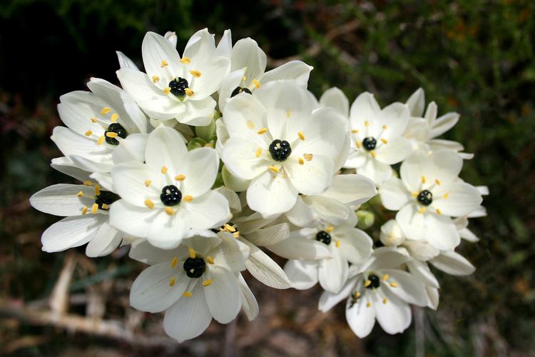 Ornithogalum Star of Bethlehem Meaning Purity Ornithogalum arabicum