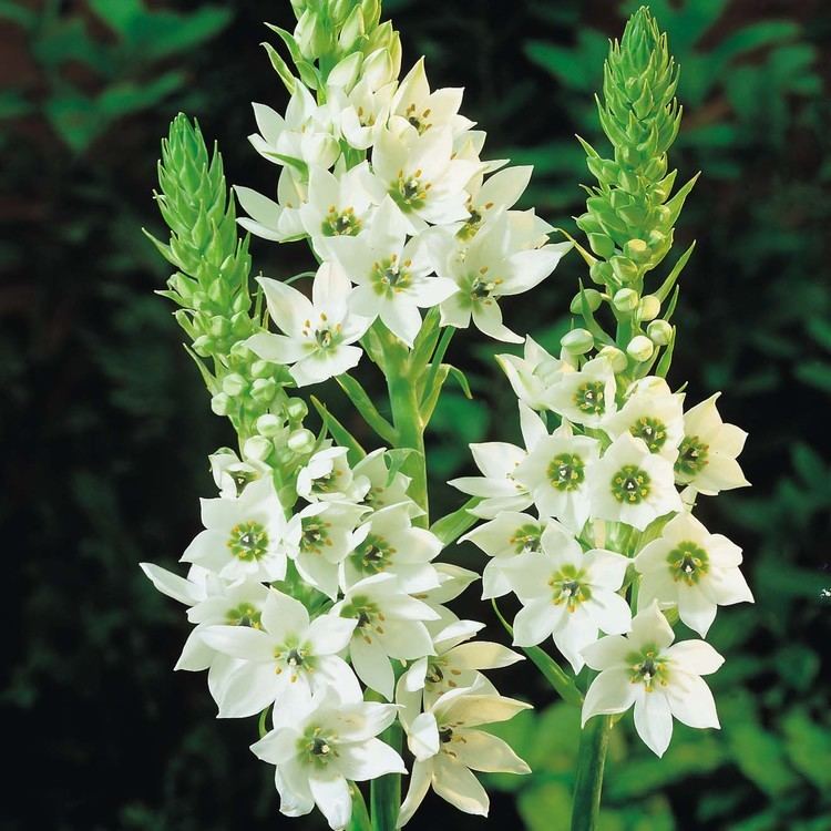 Ornithogalum O is for Ornithogalum Star of Bethlehem Flower Blog