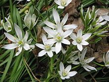 Ornithogalum httpsuploadwikimediaorgwikipediacommonsthu