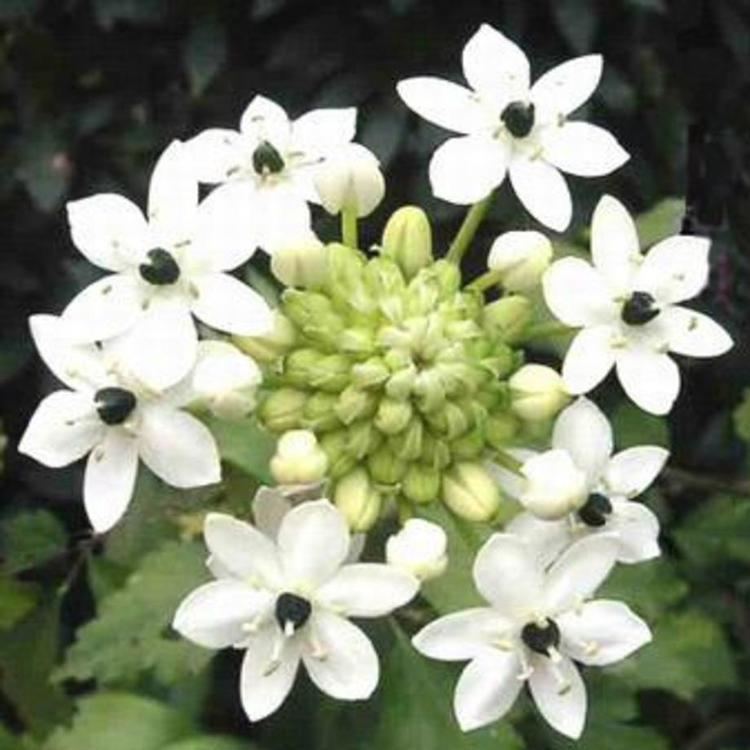 Ornithogalum Ornithogalum Arabicum Arabian Starflower Easy To Grow Bulbs