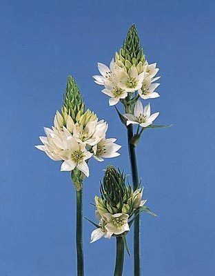 Ornithogalum Ornithogalum