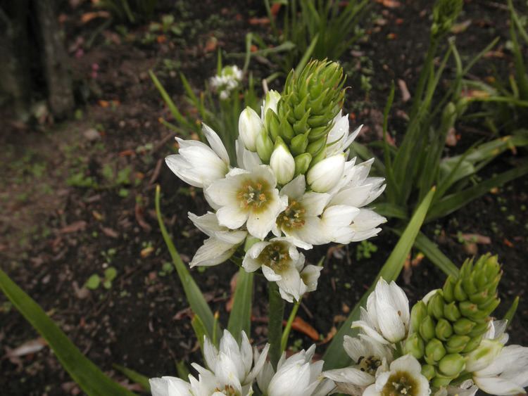 Ornithogalum saundersiae Ornithogalum saundersiae Hyacinthaceae image 68095 at PhytoImages
