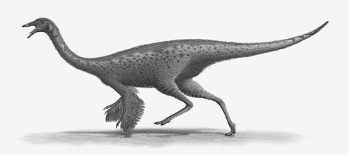 Ornithomimosauria uploadwikimediaorgwikipediacommonsthumb113