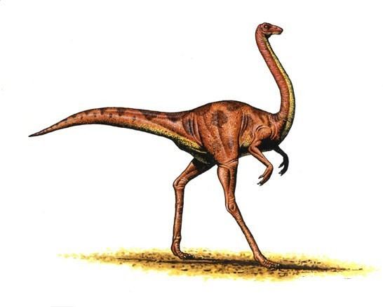 Ornithomimus Ornithomimus Pictures amp Facts The Dinosaur Database