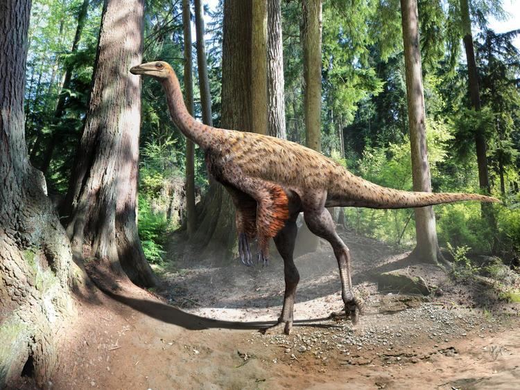 Ornithomimus Ornithomimus dinosaur with preserved tail feathers and skin tightens