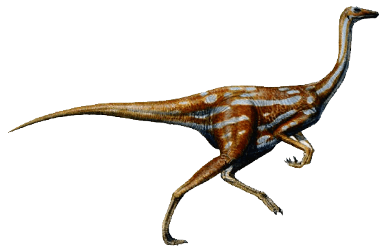 Ornithomimus Ornithomimus dinosaur facts information Ornithomimus pictures