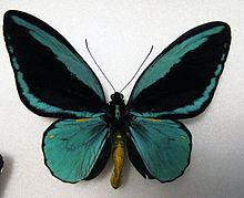 Ornithoptera aesacus httpsuploadwikimediaorgwikipediacommonsthu