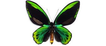 Ornithoptera allotei Rarities and Specials