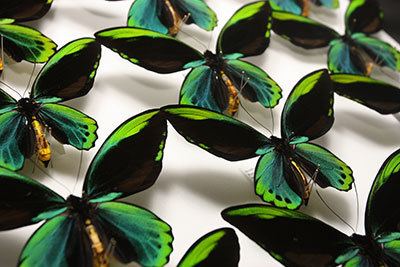 Ornithoptera allotei Small insects make a big impact
