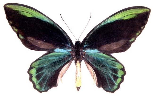 Ornithoptera allotei Oaesacus