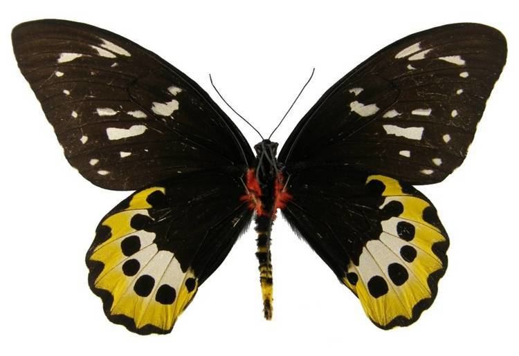 Ornithoptera chimaera ButterflyCornernet Ornithoptera chimaera